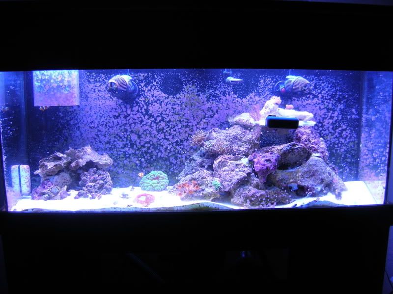 coraline algae The Reef Tank